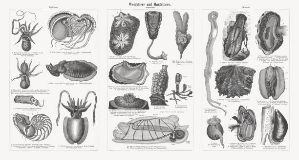 Molluscs and tunicates, wood engravings, published in 1897 Molluscs and tunicates: cephalopods (left), tunicates (middle), mussels (right). Wood engravings, published in 1897. ascidiacea stock illustrations