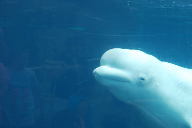 istock Beluga Whale Swimming Underwater 1139111547