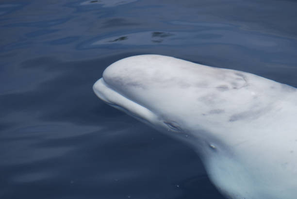 istock Beluga Whale Swimming Underwater 1139111549