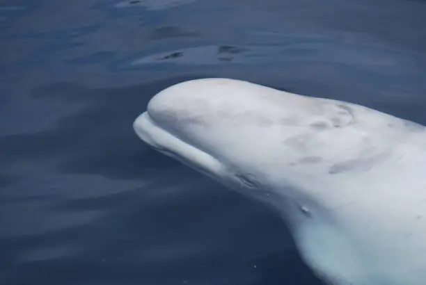 White whale swimming along under the water's surface.