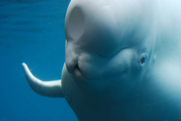 beluga whale schwimmen unter wasser - beluga whale stock-fotos und bilder