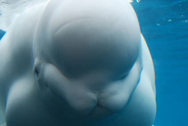 istock Beluga Whale Swimming Underwater 1139111591