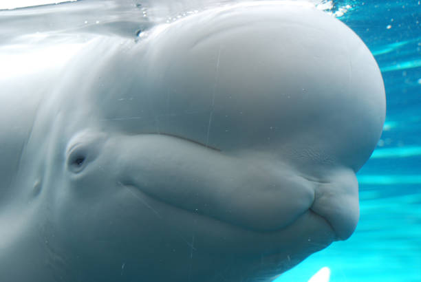istock Beluga Whale Swimming Underwater 1139111607