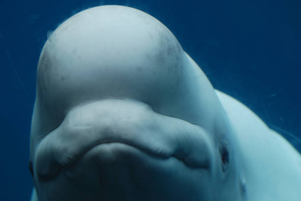 istock Beluga Whale Swimming Underwater 1139111611
