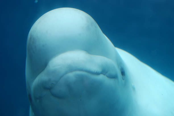 istock Beluga Whale Swimming Underwater 1139111612