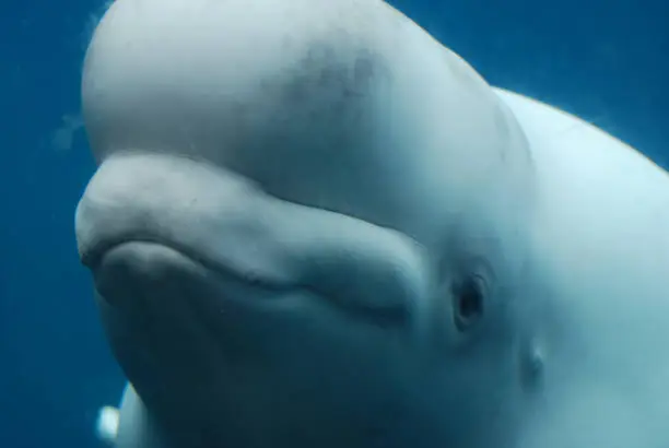 Really great look at a beluga whale swimming underwater.