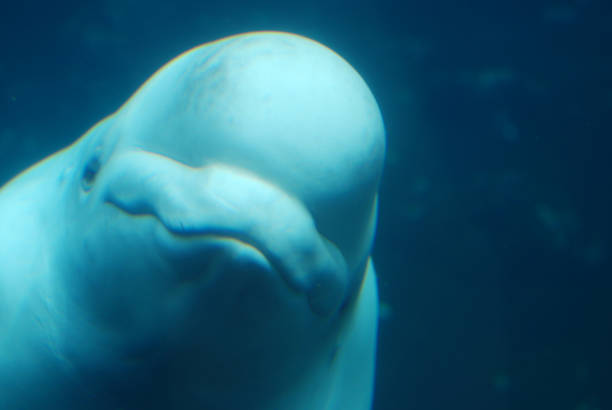 istock Beluga Whale Swimming Underwater 1139111631