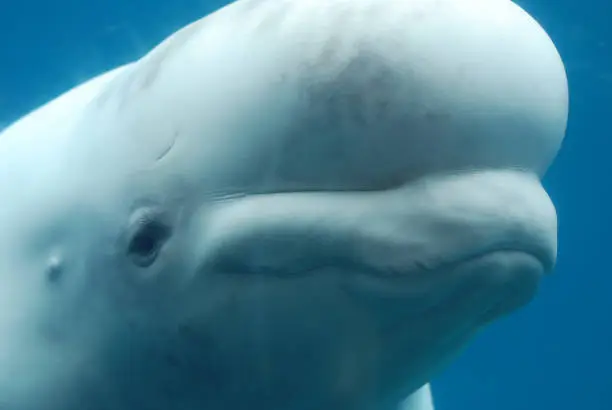 Amazing profile of a beluga whale swimming underwater.