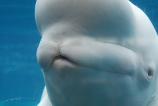istock Beluga Whale Swimming Underwater 1139111647