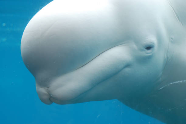 istock Beluga Whale Swimming Underwater 1139111652