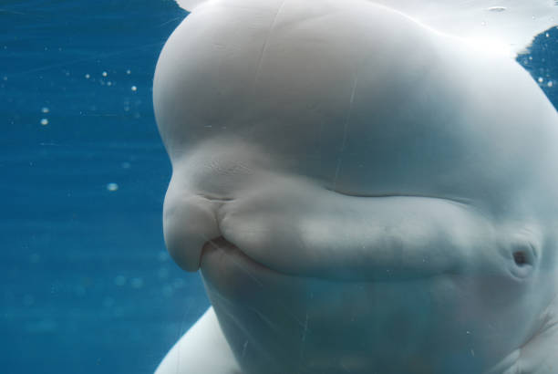 istock Beluga Whale Swimming Underwater 1139111655