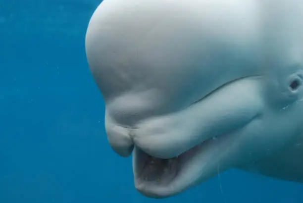 Beluga whale with his mouth wide open showing off his teeth.