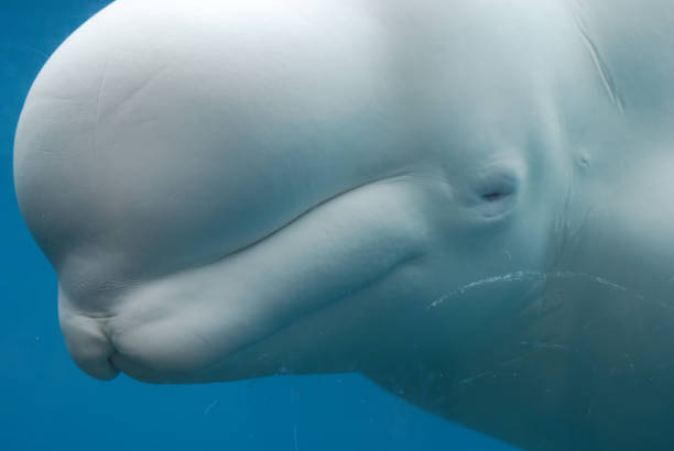 istock Beluga Whale Swimming Underwater 1139111673
