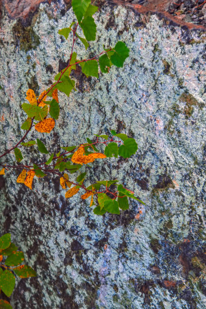istock Natural Surface texture of serpentinite mined in the Ural mountains 1139111824