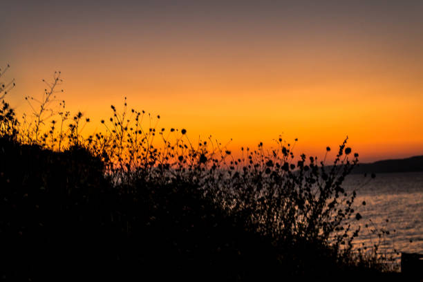 sunrise sunset sea flower