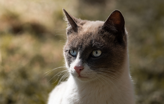 Close up of a beautiful cat with unfocused background.