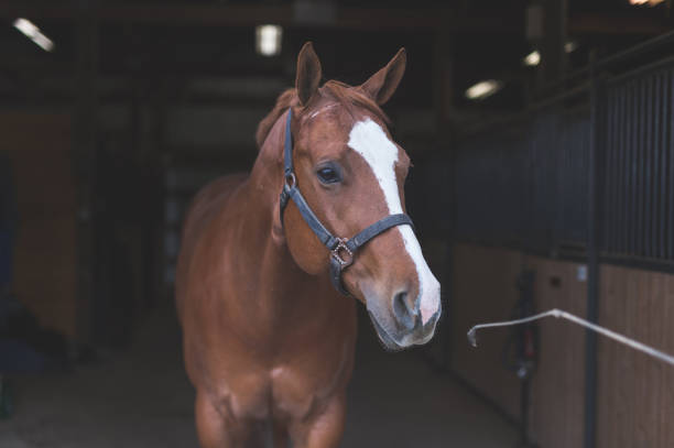 istock Portrait of a horse 1139114351
