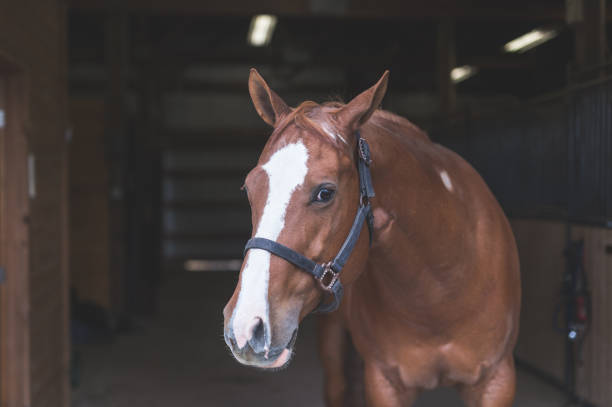 istock Portrait of a horse 1139114355
