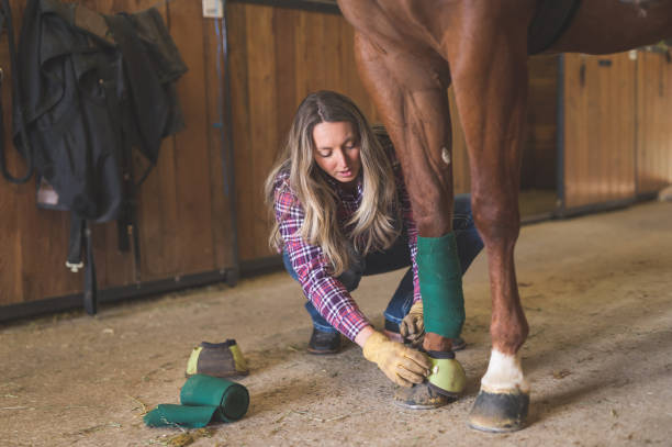 istock Woman wrapping her horse's leg 1139114376