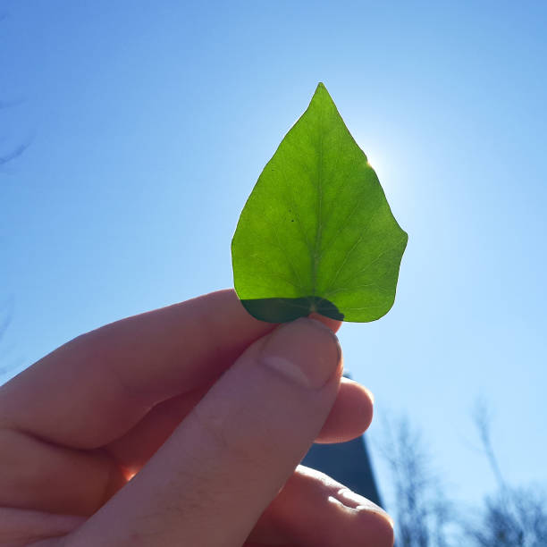 istock Male hand raise a green leaf into the sky. 1139114455