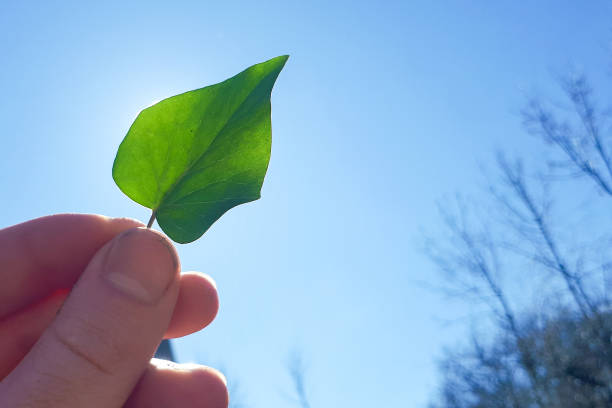 istock Male hand raise a green leaf into the sky. 1139114692