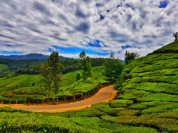 high dynamic range landscape of munnar tea gardens kerala - munnar imagens e fotografias de stock