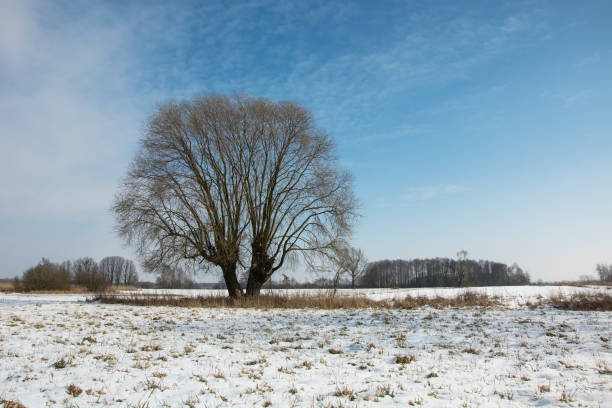 istock Big willow tree and snow on the meadow, horizon and blue sky 1139116205