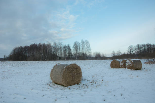 istock Coils of hay on a snow-covered field 1139116233