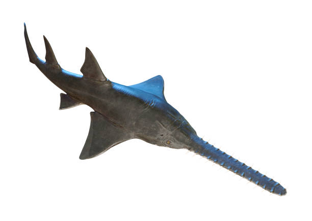 istock 3D illustration Onchopristis fish onwhite 1139117618