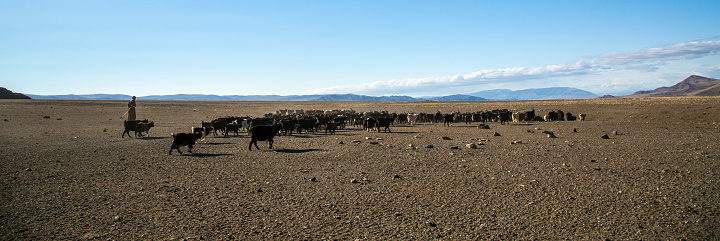 bayan Ulgii, Mongolia, 2nd October 2015: mongolian nomad man herding his animals