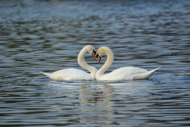 istock Two mute swans in a courtship display 1139119025