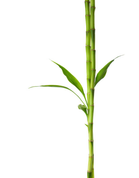 istock Branches of bamboo isolated on white background. 1139119673