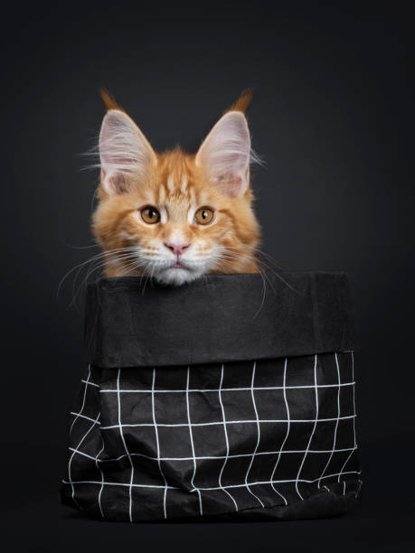 istock Majestic red tabby Maine Coon cat kitten on black 1139122519
