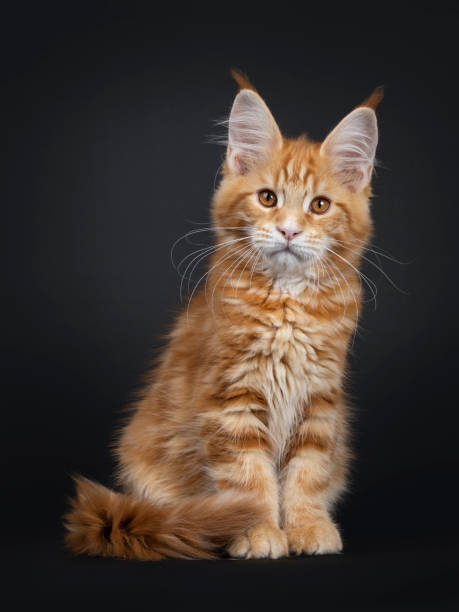 istock Majestic red tabby Maine Coon cat kitten on black 1139122525