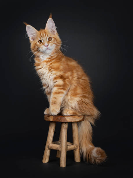 istock Majestic red tabby Maine Coon cat kitten on black 1139122539