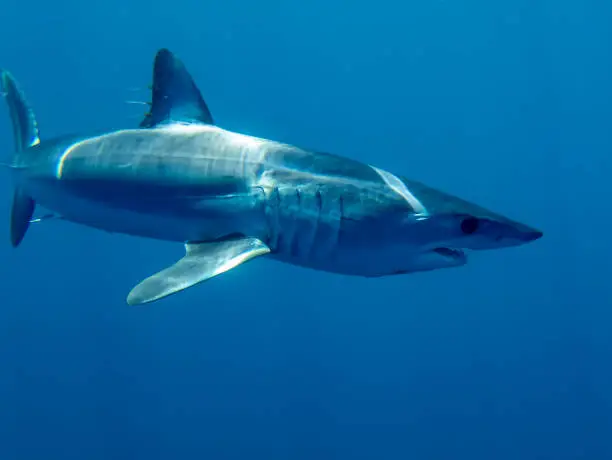 Mako Shark (Isurus oxyrinchus)