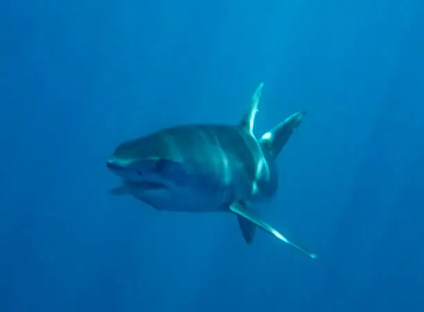 Mako Shark (Isurus oxyrinchus)