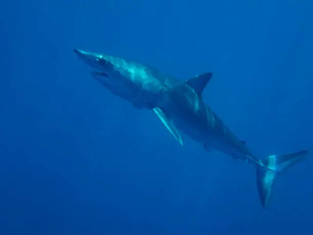 Mako Shark (Isurus oxyrinchus)