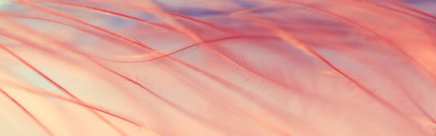 istock Abstract background, macro feather coral color on a blue background. Selective focus. 1139125161