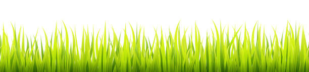 istock Fresh and green spring grass growth. Springtime lawn lighted with a sunlight during the day time. Seamless herbal height banner. 1139125486
