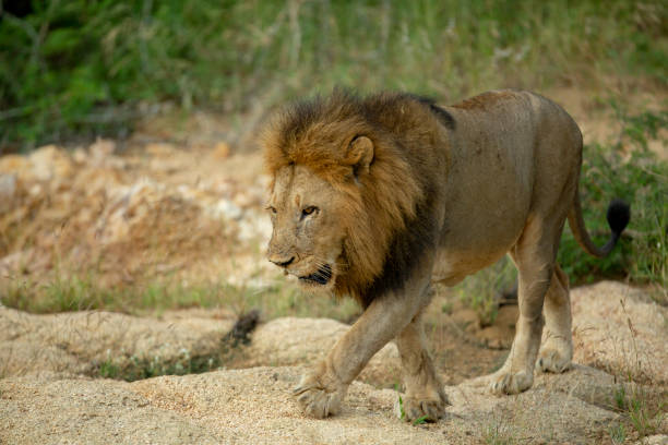 istock Large Male lion on patrol 1139125534
