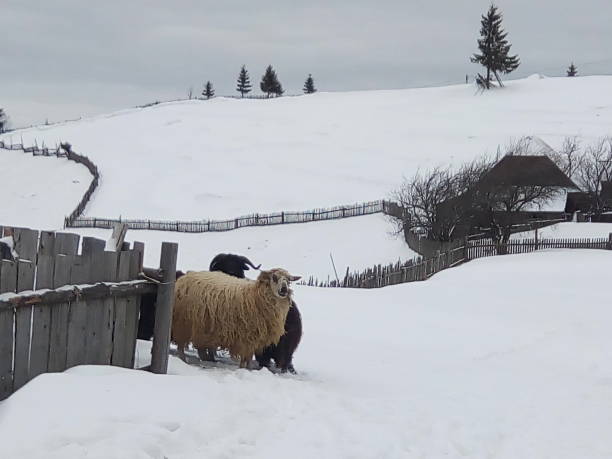 istock Sheeps in a mountain village 1139126272