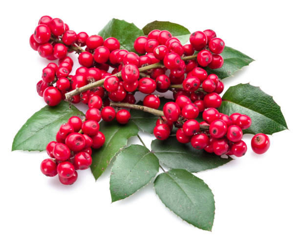 istock European Holly (Ilex) leaves and fruit. 1139127082