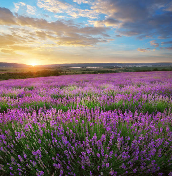 istock Meadow of lavender. 1139127140