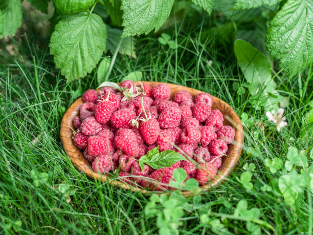 istock Raspberries in the wooden bowl. 1139128334