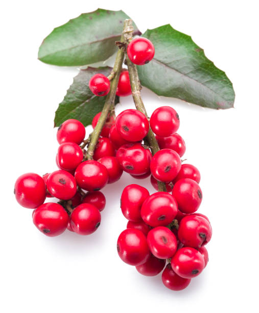 istock European Holly (Ilex) leaves and fruit. 1139128615
