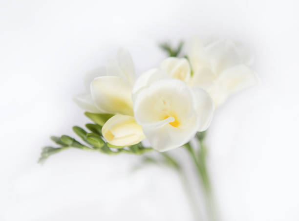 istock Charm Freesia white on White 1139130002
