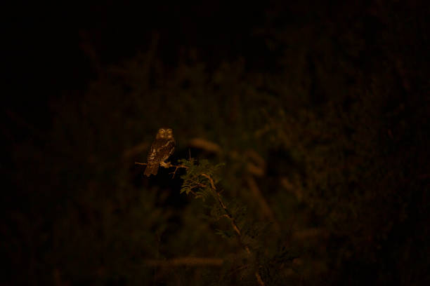 istock An owl in the darkness 1139130049