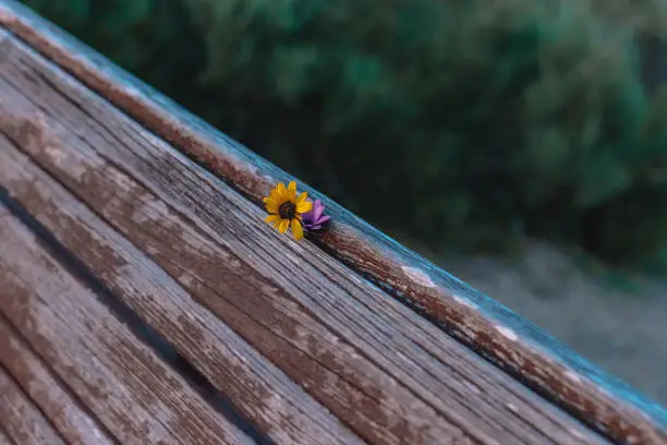 Artfully placed one bloom in a wooden bench