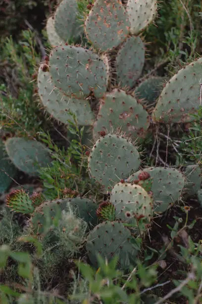 A group of clustered cacti
